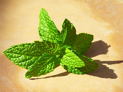 green leaves on brown surface thumbnail