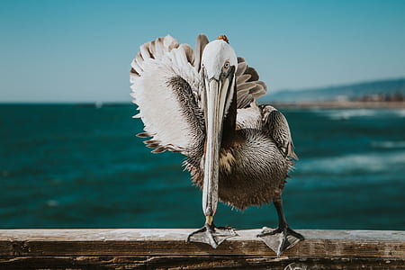 selective focus photography black and white bird perched on brown wood plank thumbnail