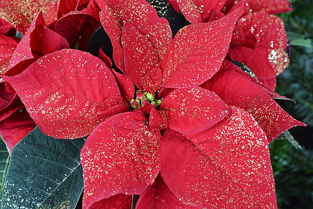 macro photography of red leaves thumbnail