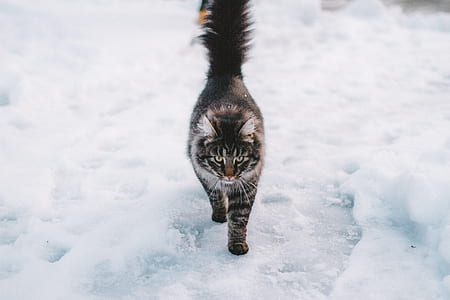 silver tabby cat on snow thumbnail