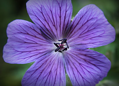 closeup photo of purple petaled flower thumbnail