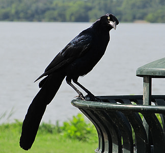 black raven perching on black metal thumbnail