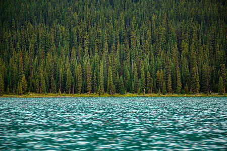 body of water near pine trees thumbnail