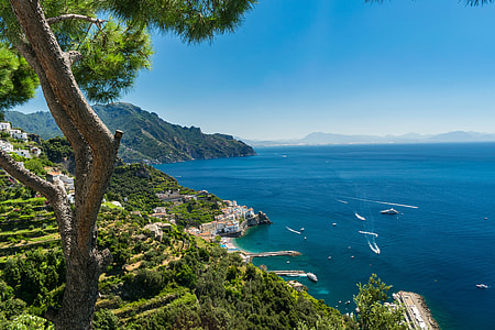 high-angle photo of tree facing horizon thumbnail