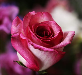 macro photography of rose flower thumbnail