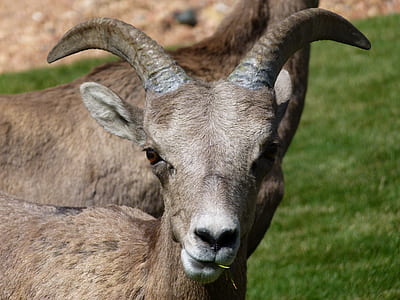 gray deer on green grass field thumbnail
