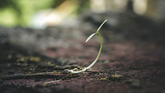 green plant macro photography thumbnail