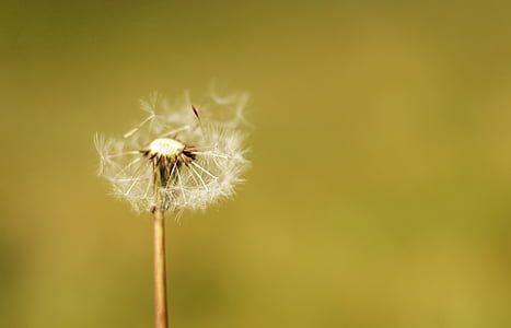 selective focus photo of white dandelion flower thumbnail