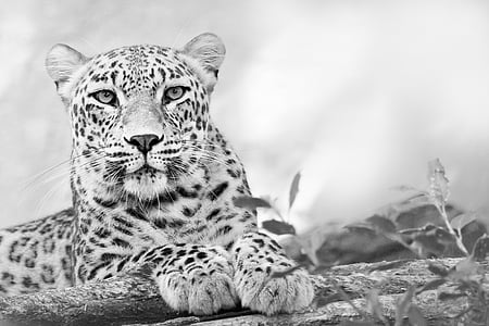 white and black leopard lying on brown wooden surface thumbnail