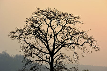 silhouette of bare tree thumbnail
