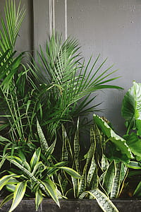 Snake Plant Beside Taro and Palm Plant Near Gray Wall thumbnail