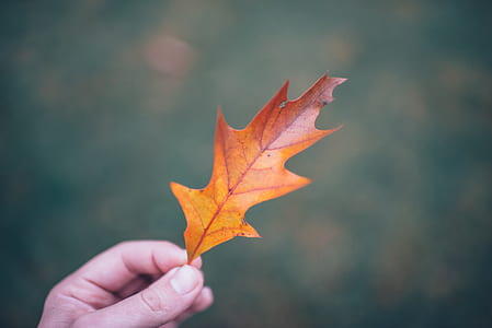 selective focus photography of person holding dried leaf thumbnail