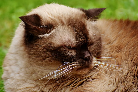Himalayan cat thumbnail