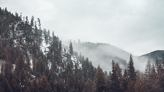 pine trees surrounded by mist thumbnail