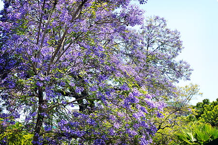 Purple Leaf Tree thumbnail