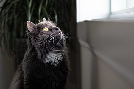black cat looking up near window thumbnail