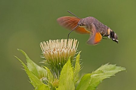 close up photograph of green leaf plant and brown hummingbird thumbnail