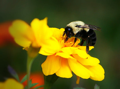 macro photography of bumble bee on flower thumbnail