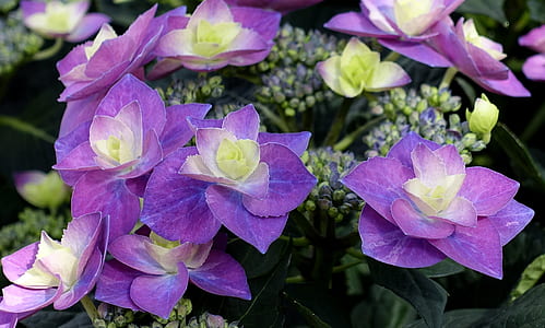 purple and yellow hydrangeas you and I closeup photography thumbnail