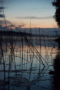 silhouette photo of grasses on body of water thumbnail
