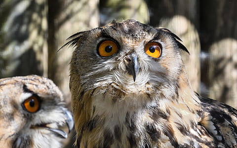 shallow focus on gray and black owl thumbnail