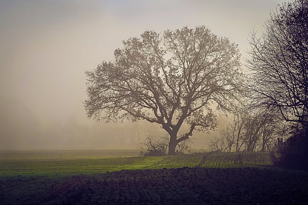 silhouette of tree with fogs thumbnail