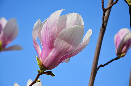 white and pink saucer magnolia flower thumbnail