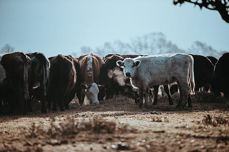 group of cattle thumbnail