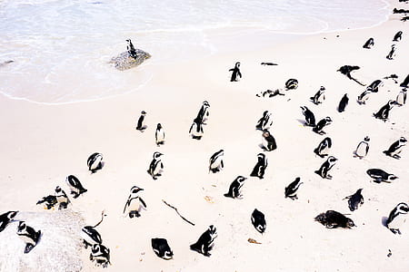 group of penguins on seashore thumbnail
