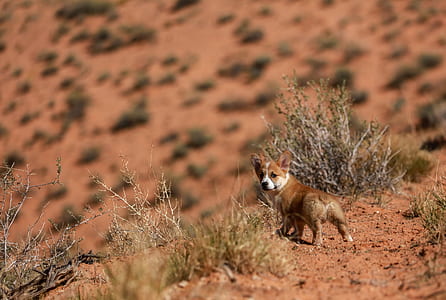 adult brown and white Corgi standing on desert during day time thumbnail