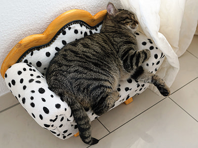 brown tabby cat sleeping on white couch thumbnail