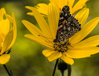 black and gray butterfly on yellow flower thumbnail