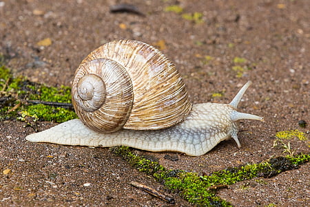 brown and gray snail crawling during daytime thumbnail
