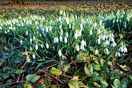 white petaled flower field thumbnail