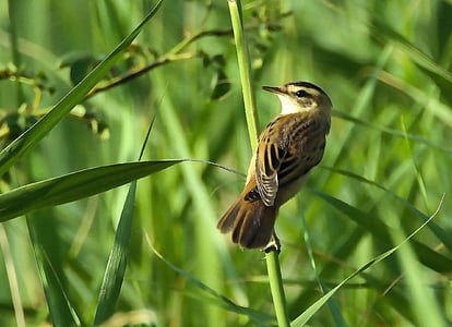brown Sparrow bird on green branch selective-focus photography at daytime thumbnail