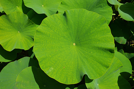 close-up photo of green lily pad thumbnail