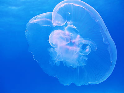 pink box jellyfish thumbnail