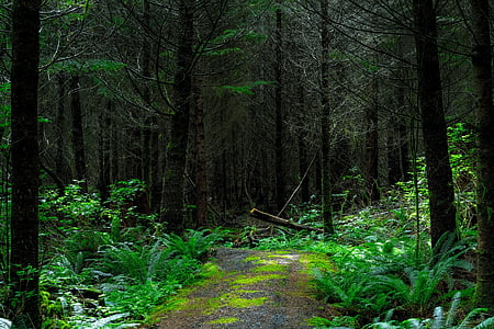 gray road surrounded by green plants and trees thumbnail