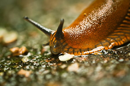 shallow focus photo of snail thumbnail