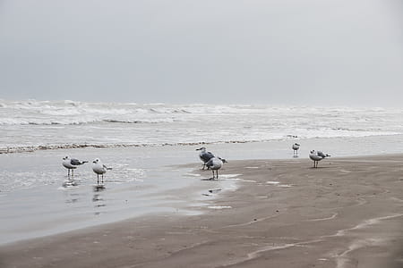 Photography of Seagulls on Seashore thumbnail