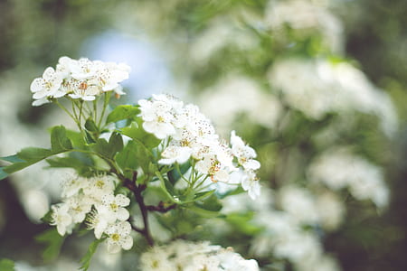 Little white flowers with bokeh / left thumbnail