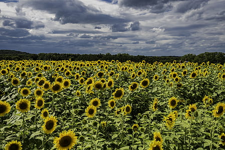Sunflower Field thumbnail