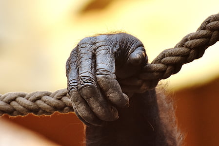 primate holding on rope thumbnail