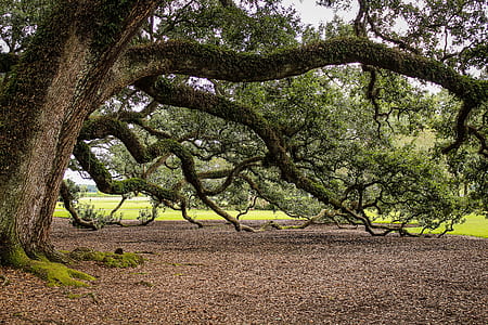 green tree near green grass field thumbnail
