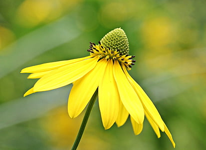 selective focus photography of yellow cone flower thumbnail