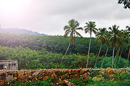 palm trees bear house thumbnail