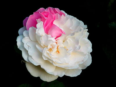 white and pink flower thumbnail