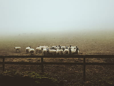 herd of lambs thumbnail