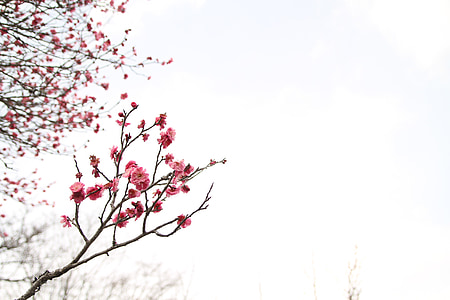 cherry blossom tree thumbnail