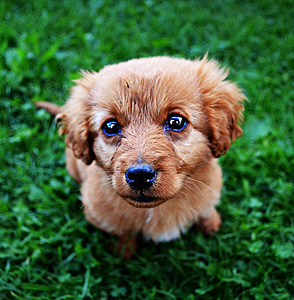 closeup photography of short-coated puppy on green grass thumbnail